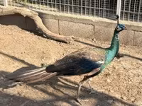 Chickens — الصورة 2