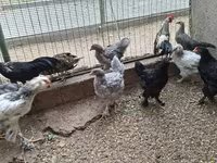 سيبرايت — الصورة 4
