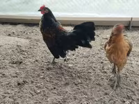 Galinha tcheca dourada malhada — foto 6
