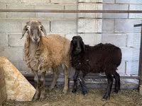मेढ़ा, Small-tailed Han sheep — फ़ोटो 2