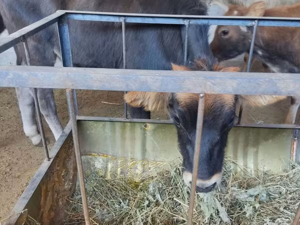 Vache, Bovins