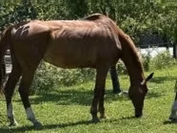 Кінь, Hungarian horse breed
