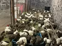 टेक्सास ए एंड एम — फ़ोटो 7