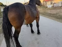 घोड़ी, Hungarian horse breed — फ़ोटो 8