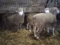 मेढ़ा, Ile-de-France sheep — फ़ोटो 3