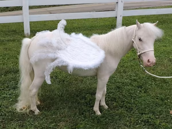 母马, Miniature horse