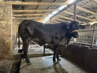 Kuh, Brahman — Foto 2