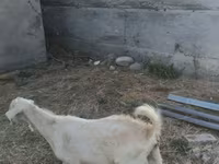母羊, Sheep — 照片 6