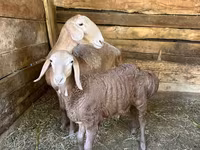 Brebis, Afghan Arabi sheep — photo 3
