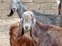 Cabra, Damask goat — foto 3