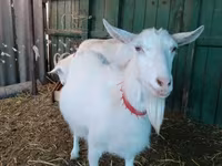 बकरी, Saanen goat — फ़ोटो 2