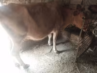 Vaca, Bovinos — foto 4