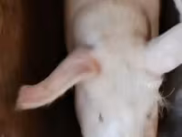 मादा सूअर, Ландрас — फ़ोटो 2