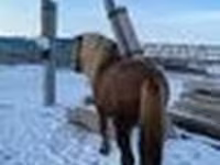Hengst, Yakutian horse — Foto 4