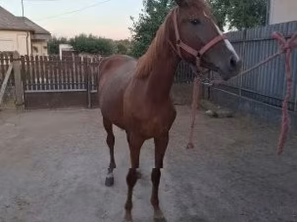 Кобила, Kisber felver