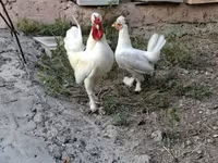Chickens — zdjęcie 3