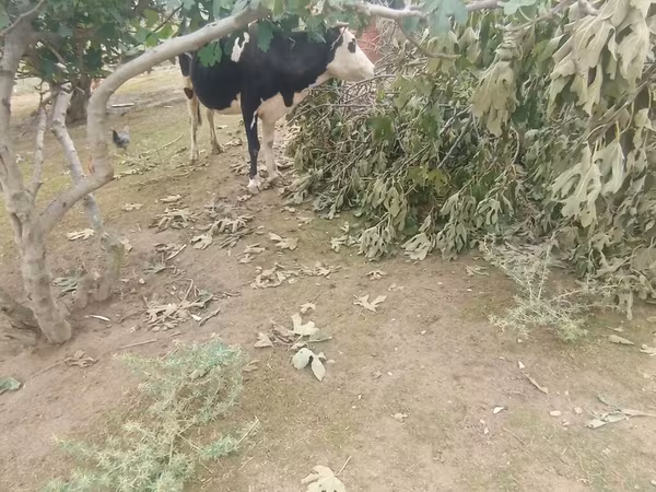 Vaca, Simmental cattle