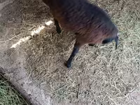 Bélier, Moutons — photo 2