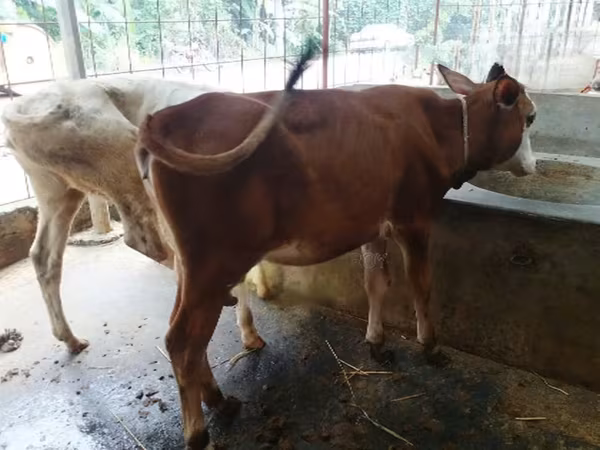 Vache, Bovins