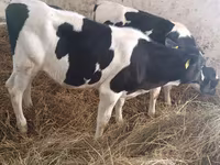Vaca, Russian Black pied cattle — foto 6