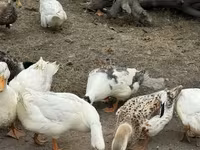 American Pekin — photo 3