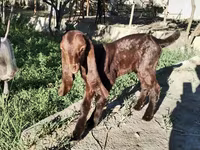 عنزة, Kamori goats — الصورة 4