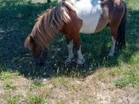 Hengst, Indian half-bred — Foto 2