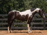 公马, Friesian — 照片 2