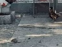 Padovana — photo 6