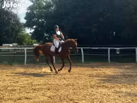 Cheval, Oldenburg horse — photo 4