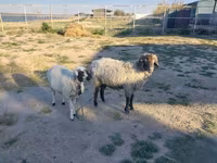 Carnero, Arabi sheep — foto 1