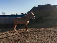 حصان, Altai horse — الصورة 3