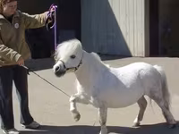 母马, Miniature horse — 照片 5
