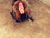 Chickens — foto 3