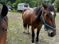 母马, Međimurje horse — 照片 2