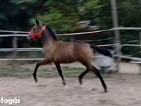 Mare, Lipizzaner — photo 1