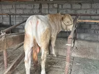 公牛, Auliekol breed — 照片 1