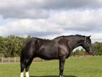 Caballo, Percheron — foto 5