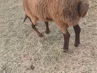 Moutons (lot, sexe non indiqué), Moutons — photo 2