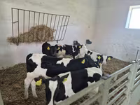 Touro, Russian Black pied cattle — foto 3
