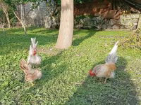 سيراما — الصورة 5