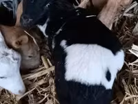 公羊, Dorper sheep — 照片 2