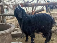 Chèvre, Dagestan coarsewool goat — photo 4