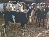 Dişi keçi, Toggenburg goat — foto 6