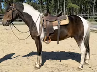 حصان, American paint horse — الصورة 4