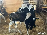 Bulle, Russian Black pied cattle — Foto 6