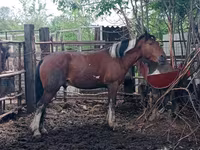 حصان, Altai horse — الصورة 6
