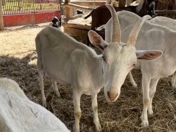 Boucs, Saanen goat