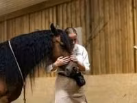 فرس, Friesian — الصورة 7