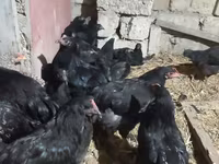 أوسترالورب — الصورة 6